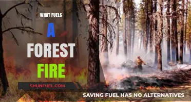 Understanding the Fiery Forces: What Fuels a Forest Fire's Devastation