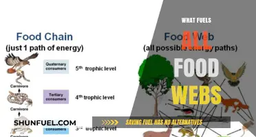 Sunlight, Producers, and Decomposers: The Core Drivers of Food Webs