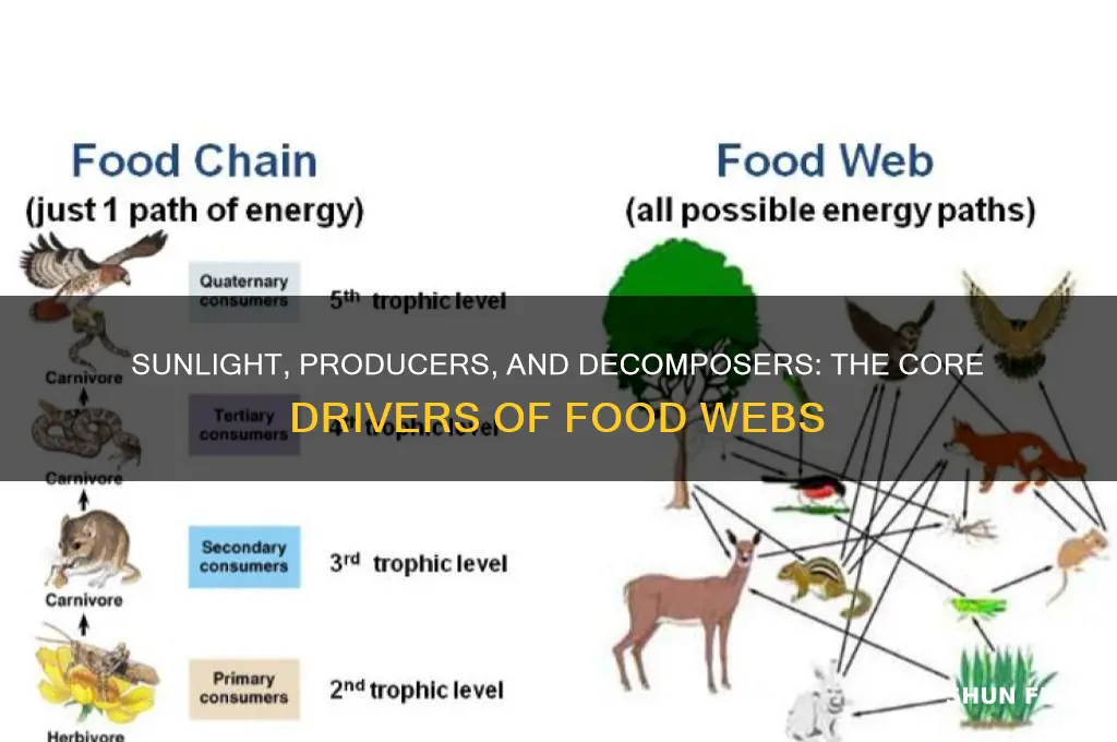 what fuels all food webs