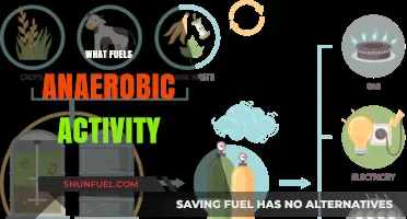Unleashing Energy: The Surprising Fuel Sources Behind Anaerobic Activity