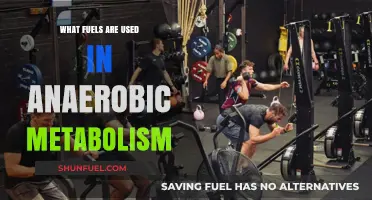 Anaerobic Metabolism: Unveiling the Key Fuels Powering Energy Production