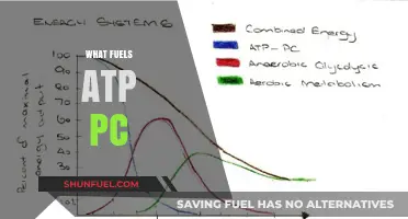Unleashing Energy: Understanding the Fuel Sources Behind ATP-PC System