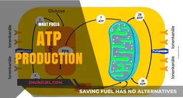 Unleashing Energy: Key Factors Driving ATP Production in Cells