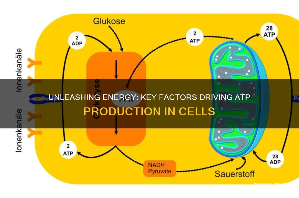 what fuels atp production