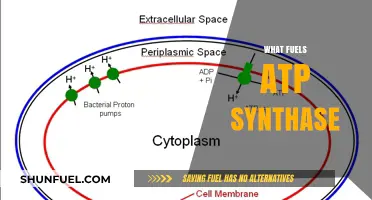 Unraveling the Energy Source: What Powers ATP Synthase in Cells?