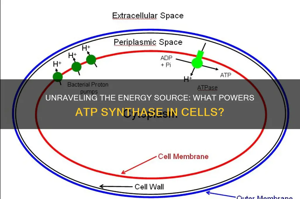 what fuels atp synthase