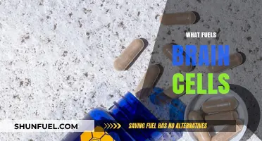 Powering Your Mind: Unveiling the Essential Fuel for Brain Cells
