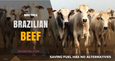 Exploring the Key Factors Driving Brazil's Beef Industry Growth