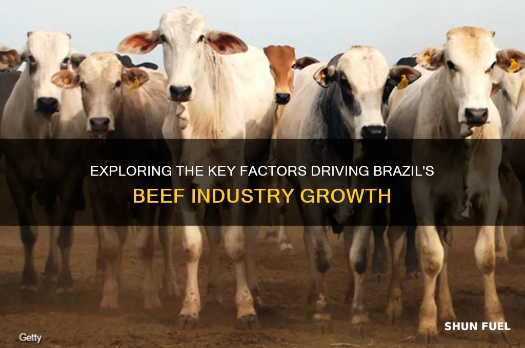 what fuels brazilian beef