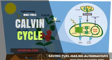 Unveiling the Energy Sources Powering the Calvin Cycle in Photosynthesis