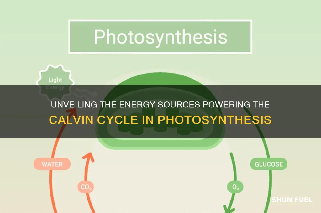 what fuels calvin cycle