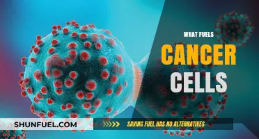 Unveiling the Energy Sources That Drive Cancer Cell Growth and Survival