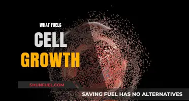 Unveiling the Key Drivers Behind Cellular Growth and Development
