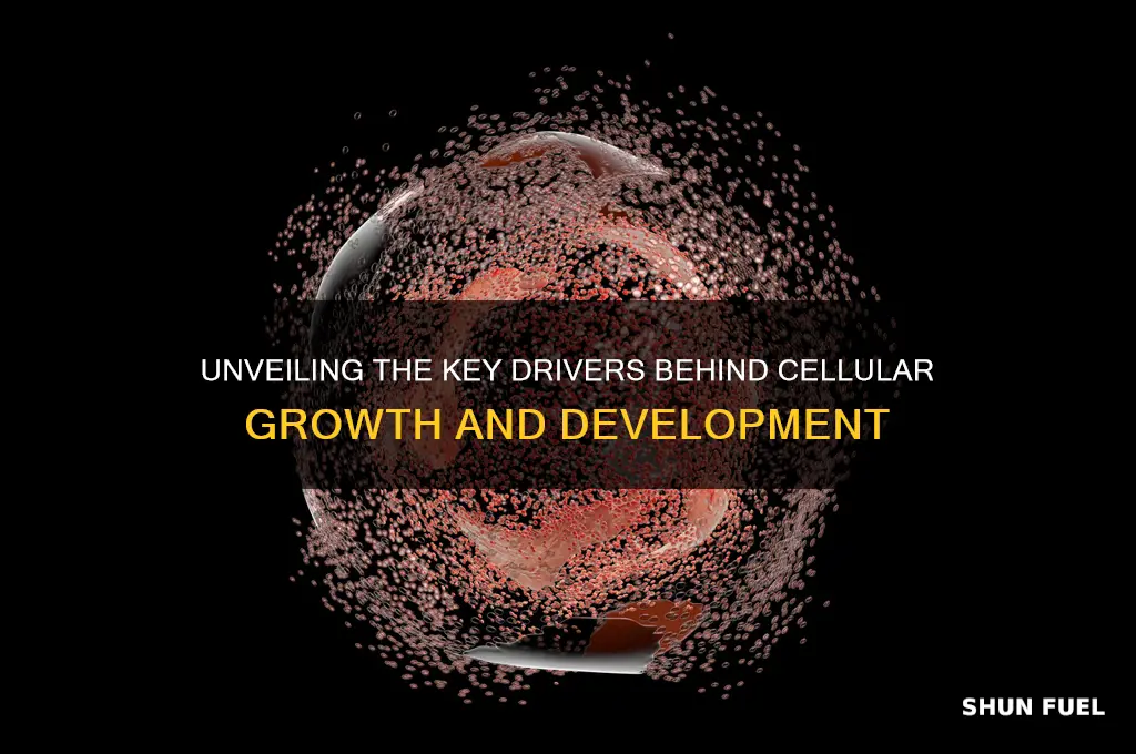 what fuels cell growth