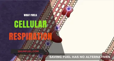 Unveiling the Energy Source: What Fuels Cellular Respiration Process