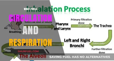 Unveiling the Vital Forces Behind Circulation and Respiration Processes