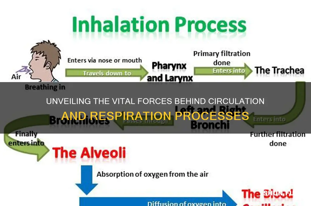 what fuels circulation and respiration