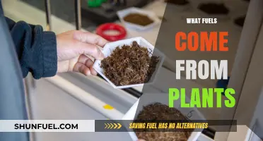 Exploring Plant-Based Fuels: Sustainable Energy Sources from Nature's Bounty