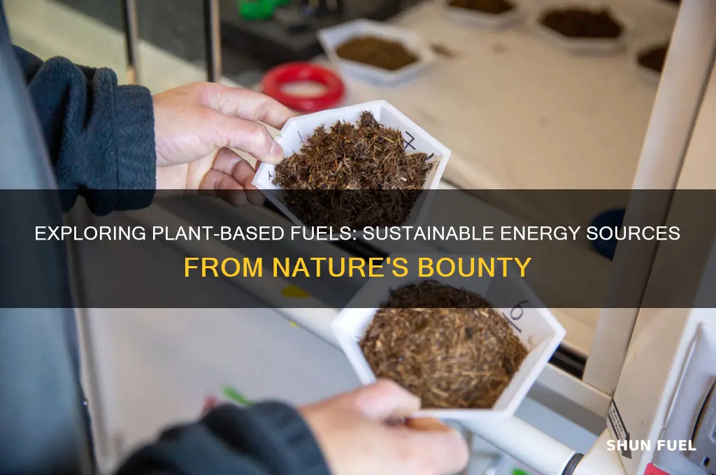 what fuels come from plants