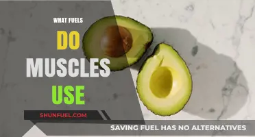 Muscle Fuel Sources: Unlocking Energy for Strength and Endurance