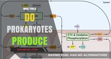 Prokaryotic Powerhouses: Unveiling the Diverse Fuels Produced by Microbes
