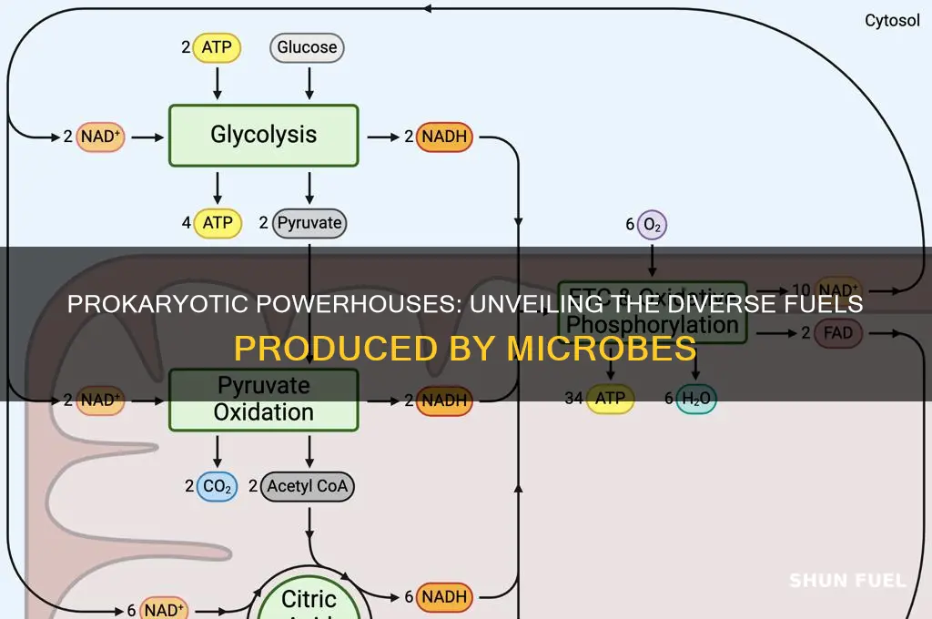 what fuels do prokaryotes produce