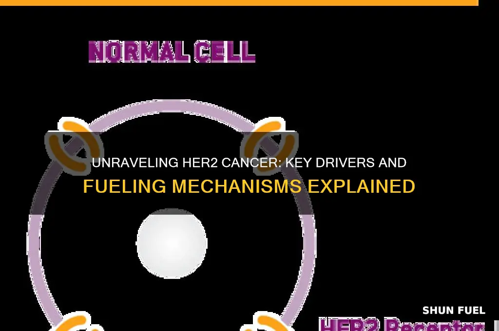 what fuels her2 cancer