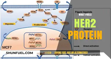 Unraveling the Molecular Drivers Behind HER2 Protein Activation and Function