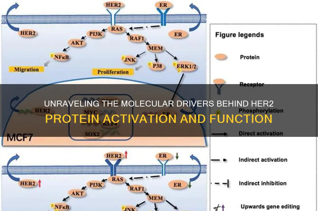 what fuels her2 protein