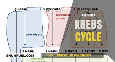 Unveiling the Energy Sources That Drive the Krebs Cycle