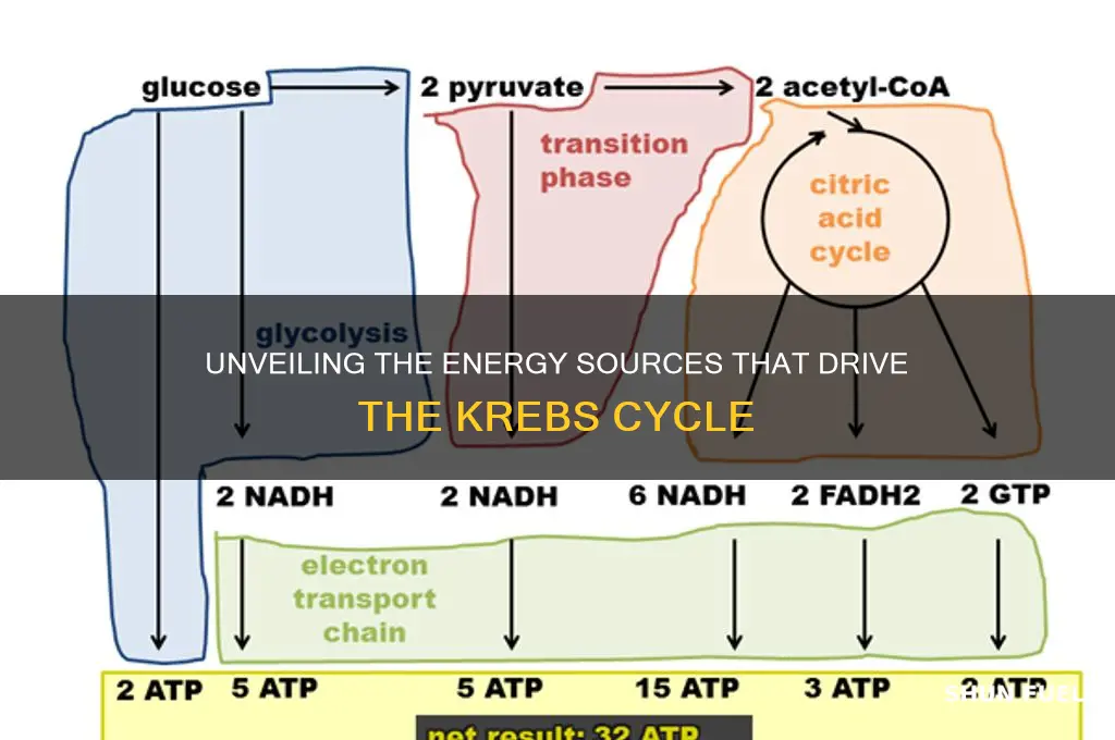 what fuels krebs cycle
