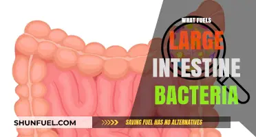 Unveiling the Dietary Drivers of Large Intestine Microbiome Health