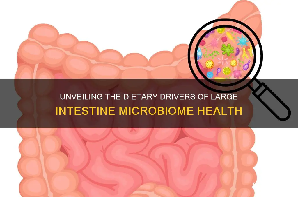 what fuels large intestine bacteria
