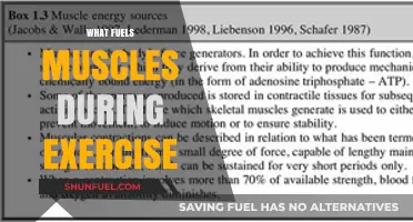 Unleashing Energy: How Muscles Power Through Exercise and Training