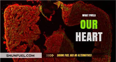 The Vital Energy Sources That Power Our Heart's Lifelong Beat