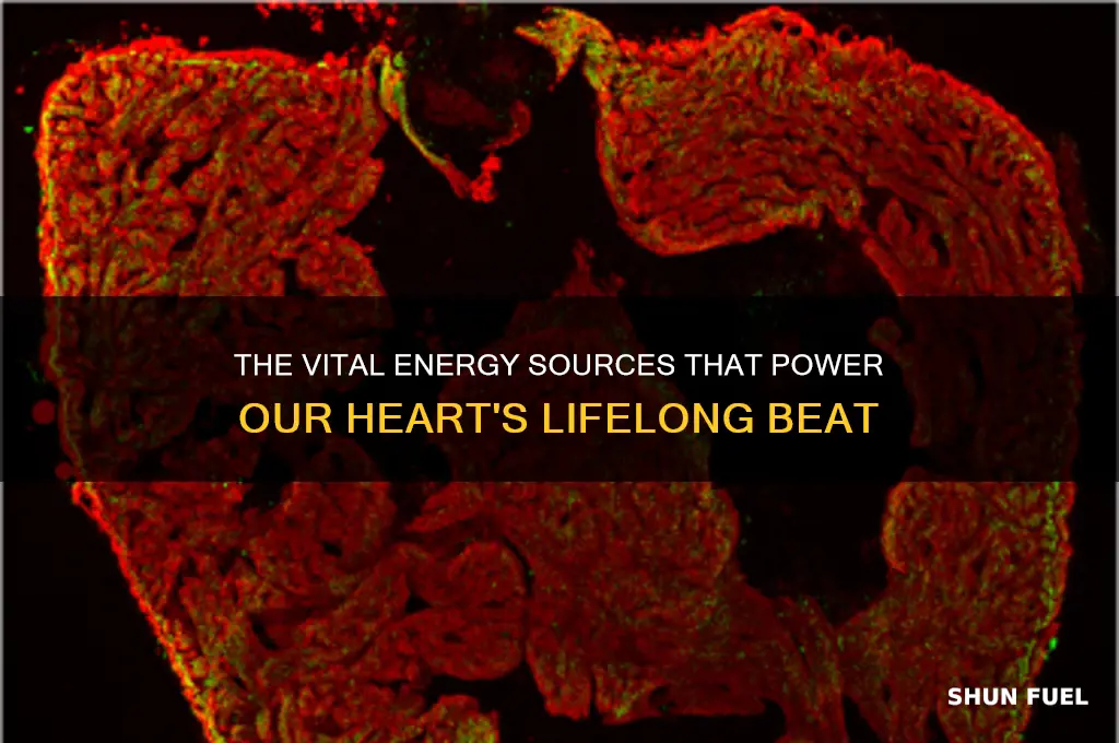 what fuels our heart