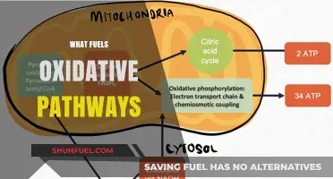 Unleashing Energy: Exploring the Key Drivers of Oxidative Pathways
