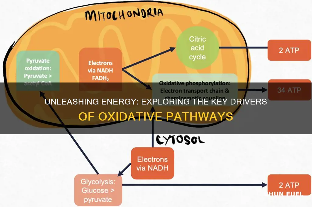 what fuels oxidative pathways