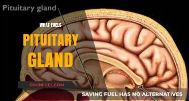 Unveiling the Key Nutrients and Hormones Powering the Pituitary Gland