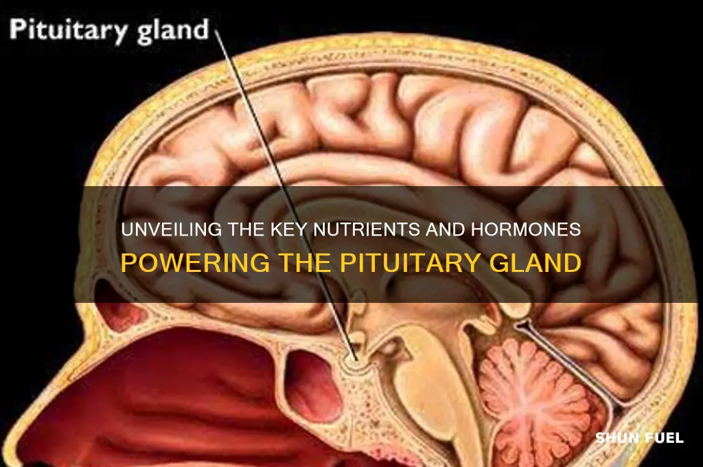 what fuels pituitary gland