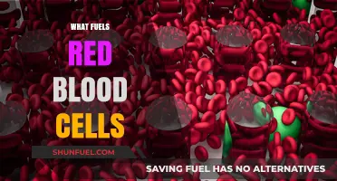 Unveiling the Energy Source: What Powers Red Blood Cells?