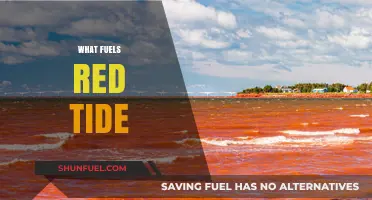 Unveiling the Causes Behind Red Tide's Devastating Ocean Blooms