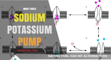 Unveiling the Energy Source Behind the Sodium-Potassium Pump Mechanism