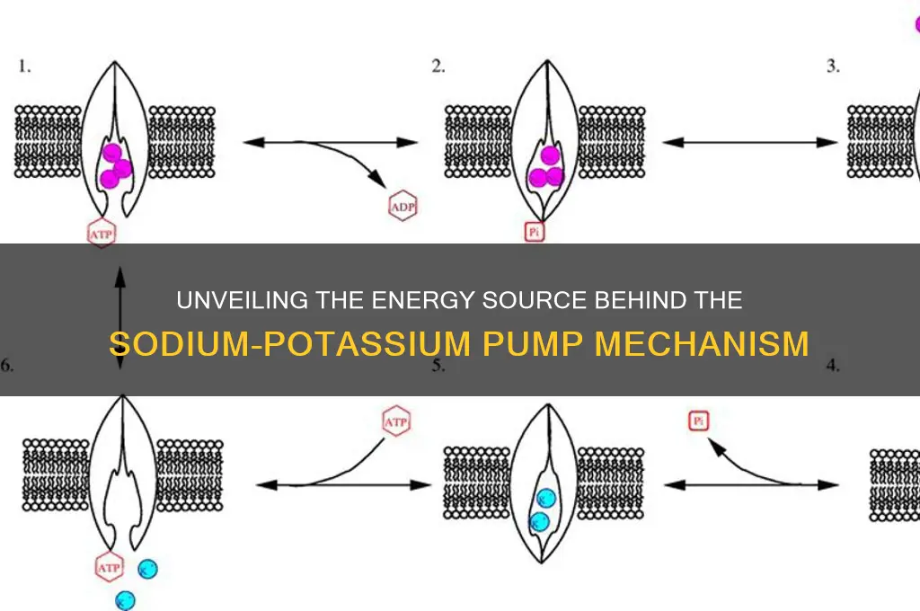 what fuels sodium potassium pump