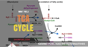 Unveiling the Energy Sources Powering the TCA Cycle's Metabolic Engine