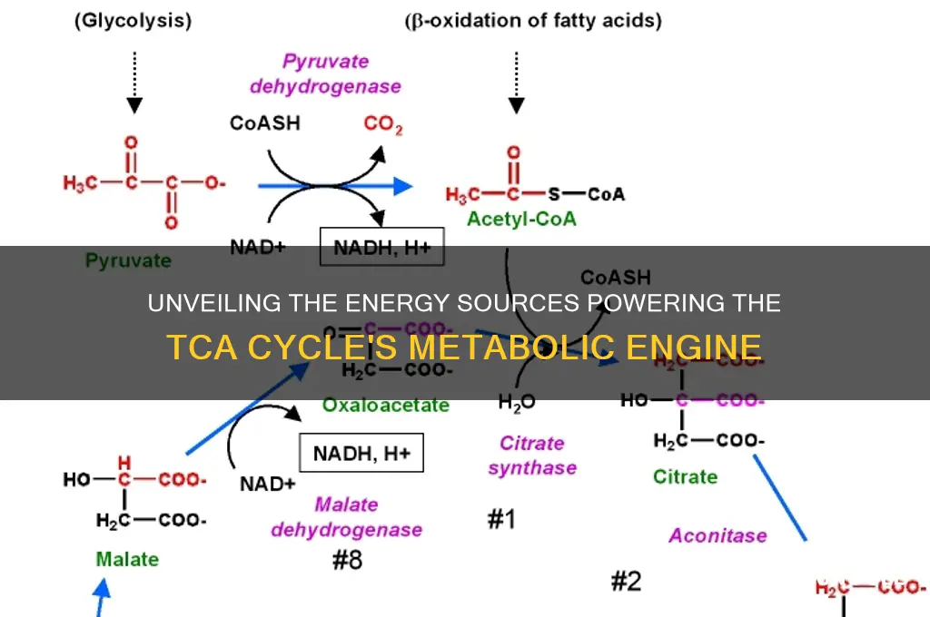 what fuels tca cycle