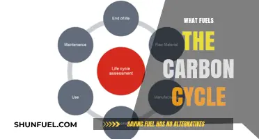 Unveiling Nature's Engine: Exploring the Forces Driving the Carbon Cycle