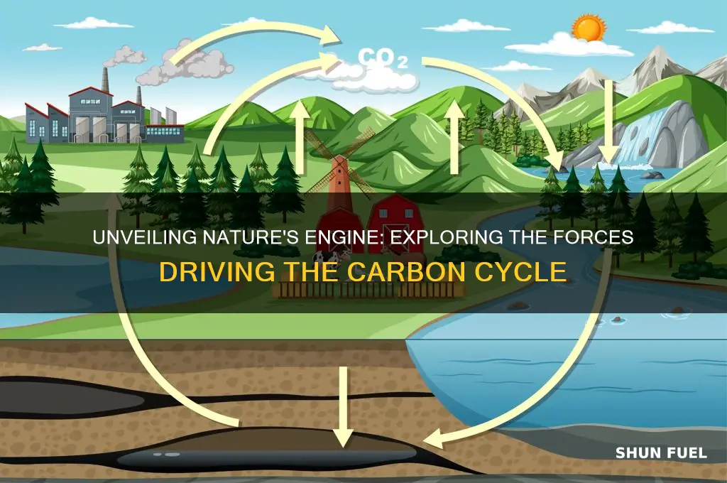 what fuels the carbon cycle