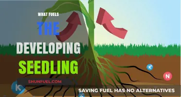 Unveiling the Essential Nutrients Driving Seedling Growth and Development