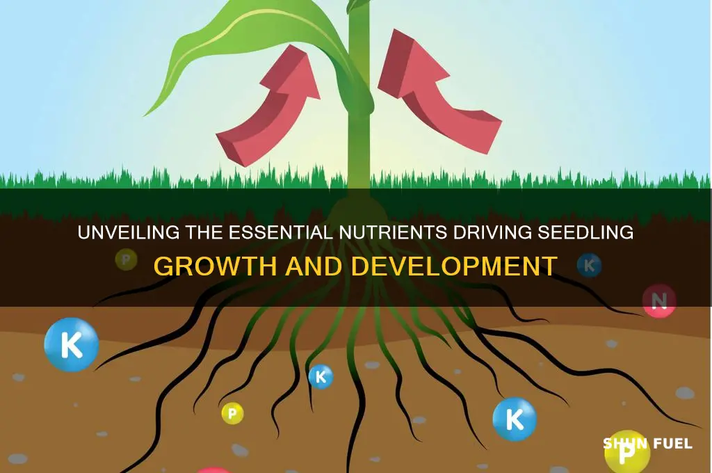 what fuels the developing seedling